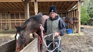 Kindred  How to Halter a Horse