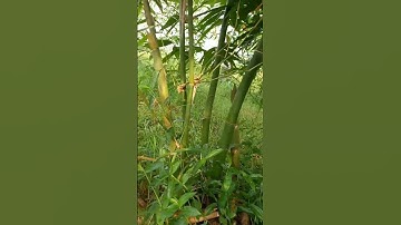 Măng lục trúc - không gian xanh cho những ai muốn bình yên #shorts #mangluctruc #dungculamvuon