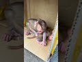 #fypviralシ #cute #monkey #animal #cutemonkey #babymonkey #littlebabymonkey #viralvideo #Short