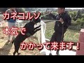 イタリアン・カネコルソ襲って来ます！(前編) Dog Rescue A&R