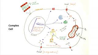 Comparing bacteria with complex cells