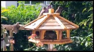 The bird table 4th August 2016.