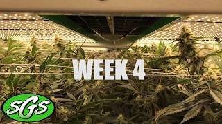 SGS Vertical Sea of Green: Week 4 of 8