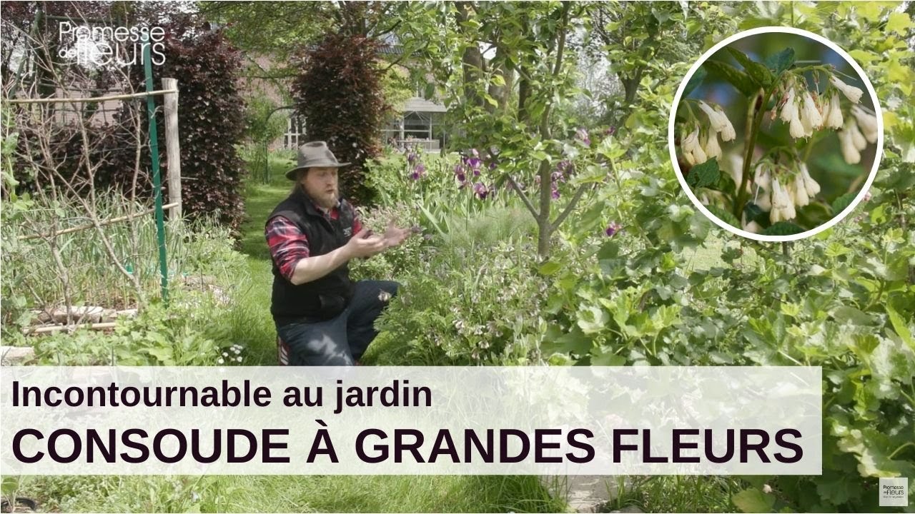 Les incontournables du jardin : la consoude à grandes fleurs