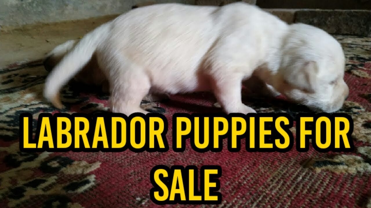 Labrador Puppies For Sale In Punjab Youtube