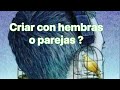 Criar con hembras o parejas ?(Aviario las Dunas)