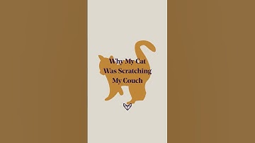 Stop Cat Scratching: Why Your Cat Is Destroying Your Furniture