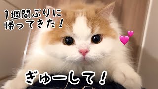 愛猫と1週間ぶりに再会したら熱烈なハグが止まらなくなりました