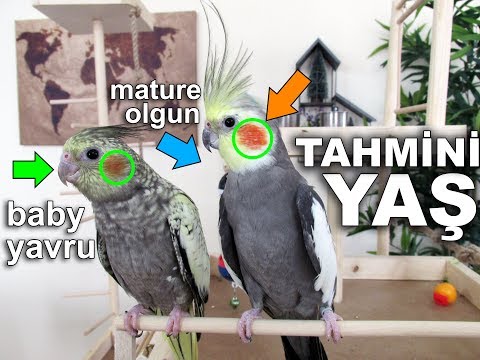 Video: Bir Papağanın Genç Olup Olmadığı Nasıl Belirlenir