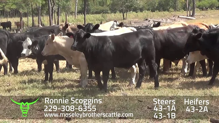 RONNIE SCROGGINS: AL & GA SAFE Sale 10/25/16 - Mos...