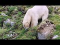 Polar bears eating grass - natural or result of climate change?