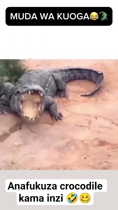 You need to see to believe it ( Anafukuza crocodile kama inzi 🤣🥴)