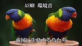 Asmr 環境音 南国のジャングルに生息をする元気な鳥のさえずり 鳴き声で癒し ヒーリング インストゥルメンタル Youtube