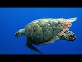 From stress and anxiety, for work and massage. Music and beauty of the underwater world.