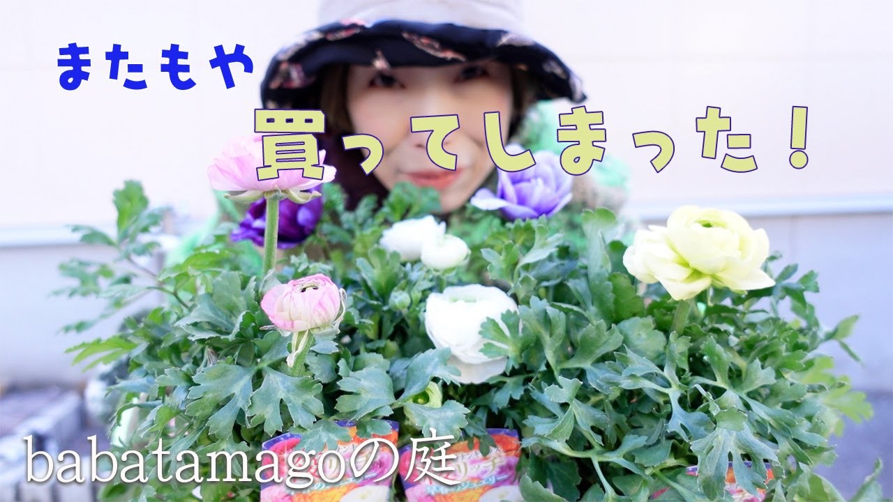 babatamagoの庭/【再投稿】アネモネとラナンキュラスがやめられない