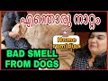 How to remove bad smell from dogs | simple and easy solution | Home remidies | #petvlogsmalayalam