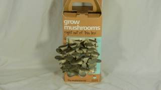 Mushroom growing time lapse