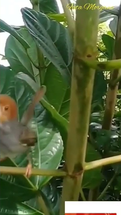 burung cikrak #gacor  #burung