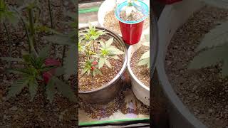 Fast Bud 42 update home grow