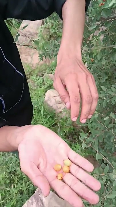 Rare Fruit in village mountain #fruit, #village, #mountains, #jungle, #kutch