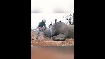 Tại sao không dùng tê giác để cày ruộng . #Shorts #kienthuc #dongvat