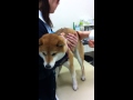 柴犬　作造のお注射