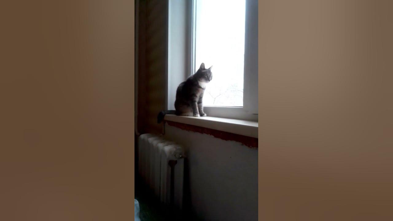 ДАШУЛЬКА - YouTube