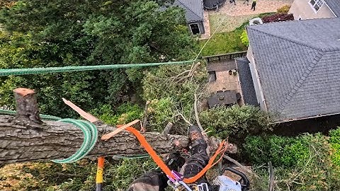Tree crew zip lines // TREE REMOVAL 🪵😎 #treeremoval #climbing #zipline #teamwork 