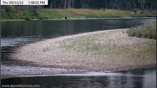 Dunrovin Ranch Video_2022-09-16_063324-Bear on River Bank