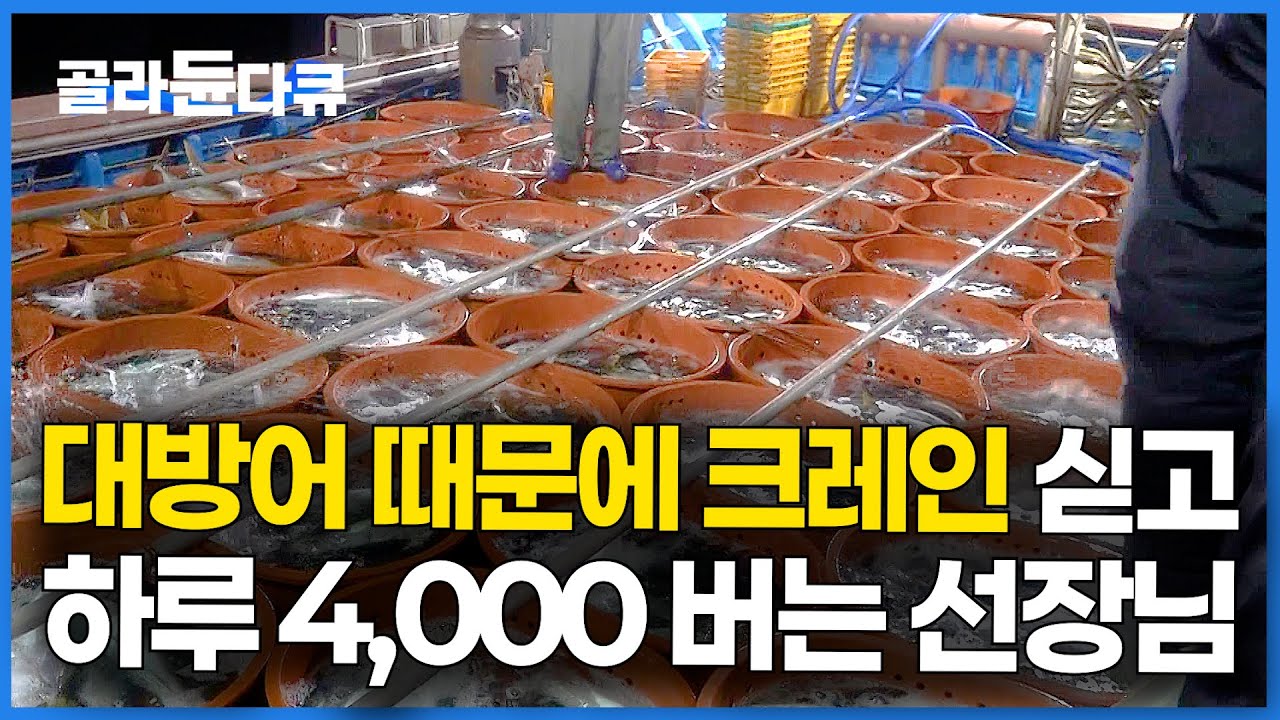 직원 복지는 대방어회. 뜰채는 답답해서 크레인 싣더니 대방어 쓸어 담는 선장님│겨울 방어잡이 만선│#골라듄다큐