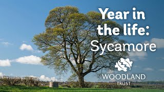 A Year in the Life of a Sycamore Tree