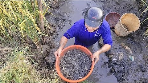 Giải cứu cá rô đồng mắc cạn (T122) 