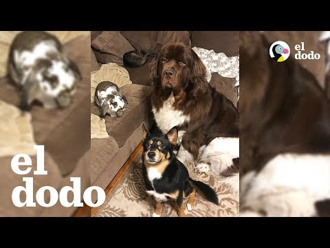¿Perro y conejo... mejores amigos? 😂 | El Dodo