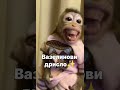 Вазелиновое дрисло хапни вялого джунджурика версия с обезьянычами Вазелиновое дрисло хапни вялого джунджурика версия с обезьянычами