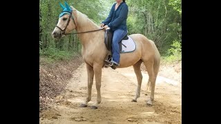 Marigold  Welsh/Quarter Horse