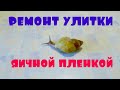 ПРОБЛЕМЫ С УЛИТКАМИ / ПОГИБНЕТ ЛИ УЛИТКА