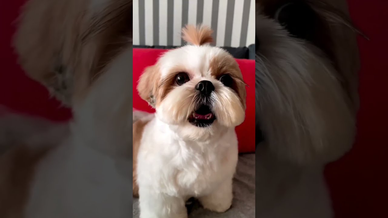 Shihtzu Dog Barking ShihTzu Dogs Shihtzupuppies