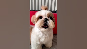 Thumbnail of shihtzu Dog Barking| ShihTzu barking #dogs #shihtzupuppies