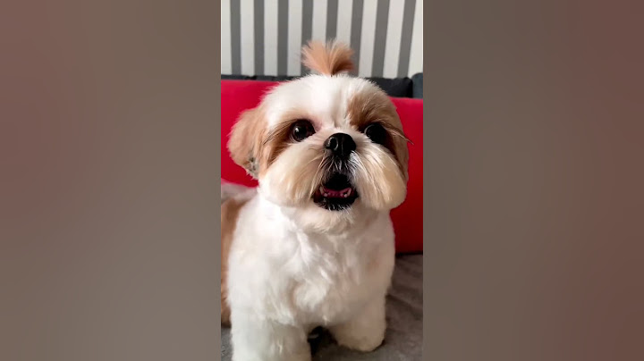 shihtzu Dog Barking| ShihTzu barking #dogs #shihtzupuppies