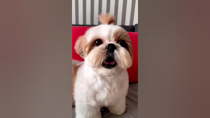 shihtzu Dog Barking| ShihTzu barking #dogs #shihtzupuppies