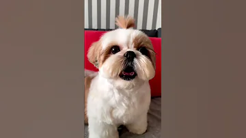 Shihtzu Dog Barking ShihTzu Barking Dogs Shihtzupuppies 