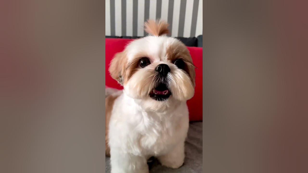 shihtzu Dog Barking| ShihTzu barking #dogs #shihtzupuppies