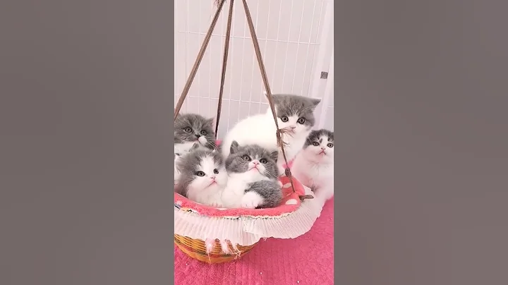 Video 6150991: cat kitten funny compilation, cats cute kittens compilation, animals cutest cats compilation, kittens compilation cute baby