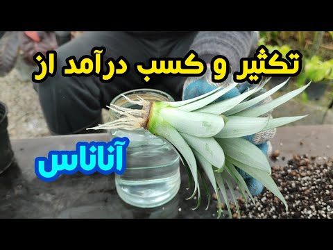 چطوری آناناس تکثیر کنیم و با پرورشش درآمد کسب کنیم       