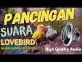 Lovebird Suara Ngetik Love Bird Anda Pasti Bunyi With High Quality Audio Mp3 - Mp4 Download
