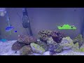 75 gallon saltwater reef tank! Let’s dive in!