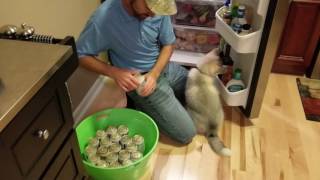 Husky puppy wants some beer by Justin 179 views 7 years ago 25 seconds