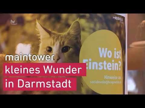 Einstein ist weg - Stadtkater aus Darmstadt vermisst! | maintower