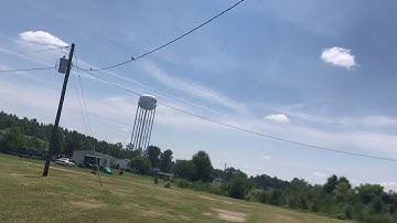 Mockingbird attacks cat