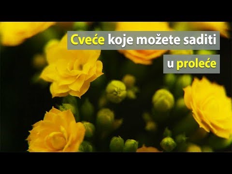 Video: Lukovičasto Cvijeće Za Vrt (40 Fotografija): Imena Trajnica. Jesenja Sadnja Biljaka U Gredicu. Proljeće Male Lukovice I Druge Vrste